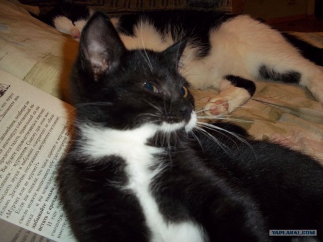 Котовторник 11.09.2012