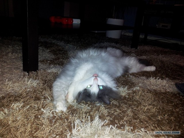 Котовторник 30.10.2012