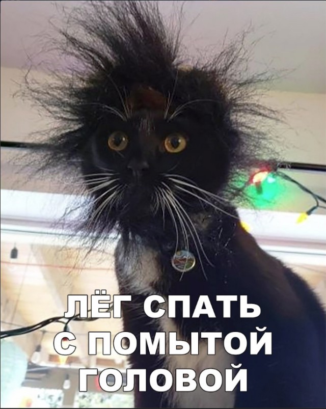 Забавные фото котеек