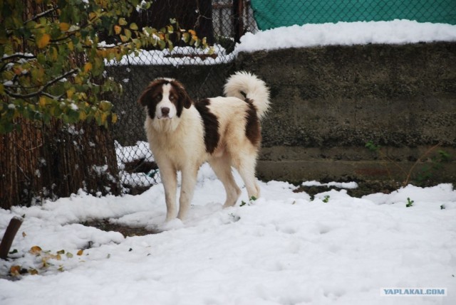 Собакочетверг