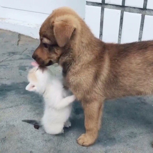 Уже не котовторник, но еще и не собакочетверг