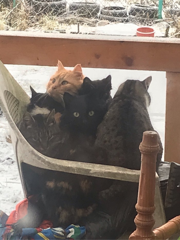 ЯП в кошках