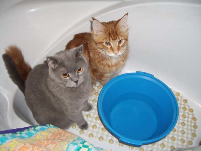 ̶К̶о̶р̶о̶н̶  Котовторник!
