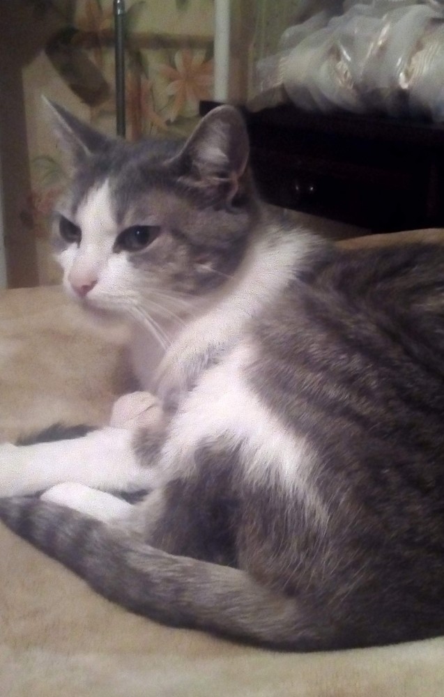 Коты, которые нас порадовали!