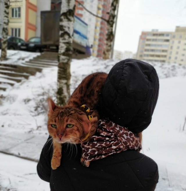 Забавные животные