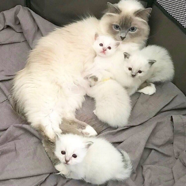 Эти забавные животные