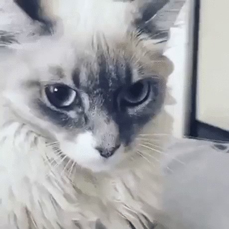 Котовторник?! Коты во вторник!