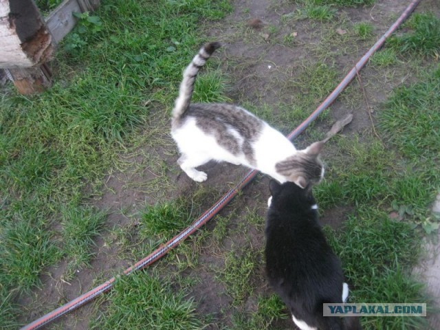 Жизнь домашнего приюта для котеек 312