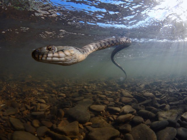 Водяной уж: полезная и хорошая змея, которую в России всё время путают с гадюкой и убивают зазря