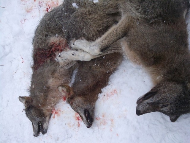 В Нижегородской области 86 охотников убили стаю волков