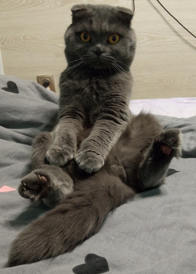 Котовторник же!