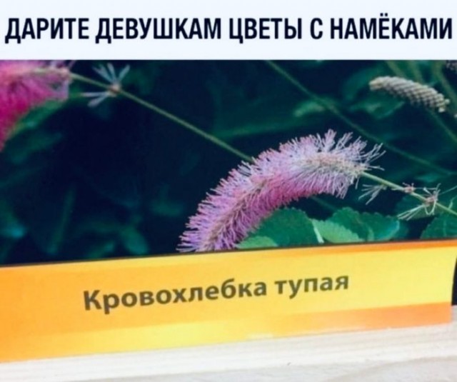 Картинки и мемы для настроения 024