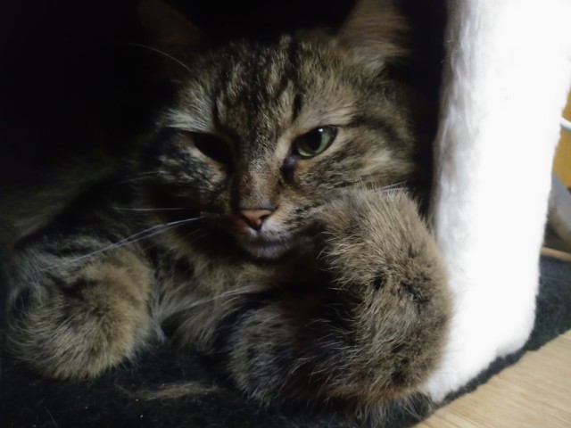 Мой самый первый КОТовторник!