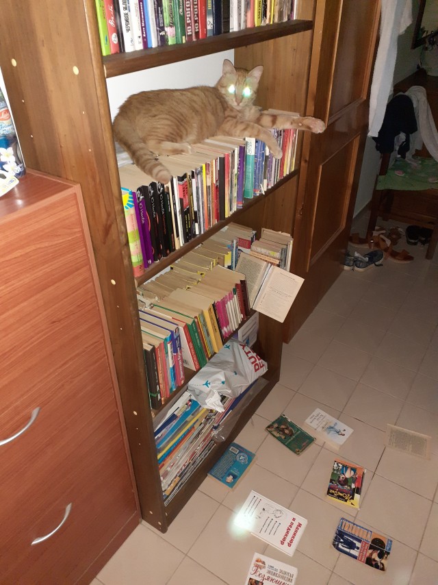 Котовторник 14.09.2021