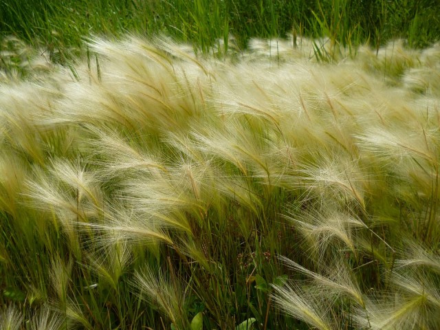 Осторожно: растения-агрессоры! Иноземные захватчики с других континентов