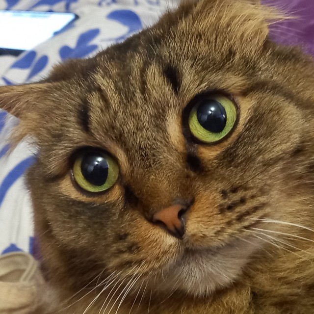 Котовторник. Февраль