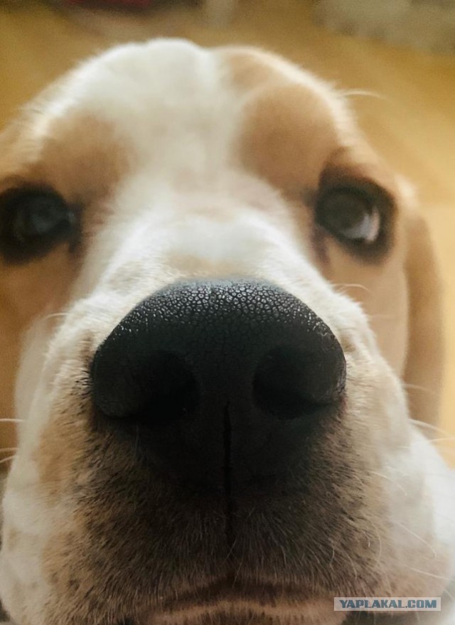 Нос