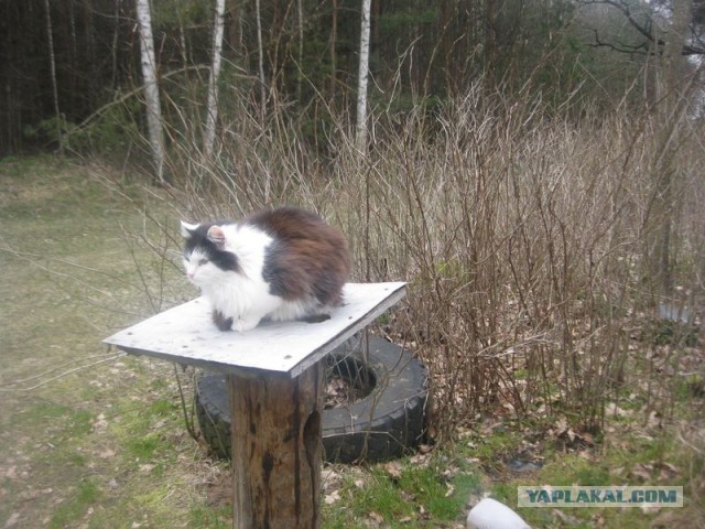 Жизнь домашнего приюта для котеек 389