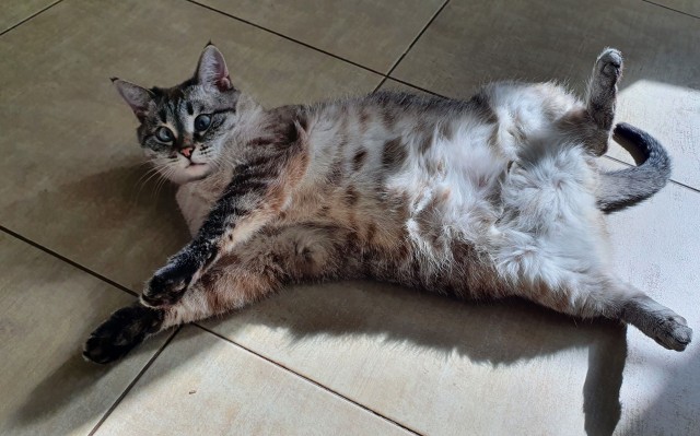 Котовторник 19.07.22