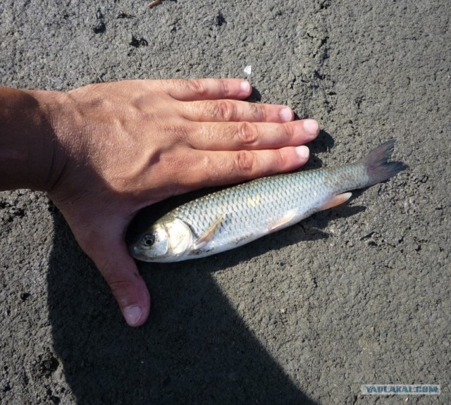 Абхазия там где....