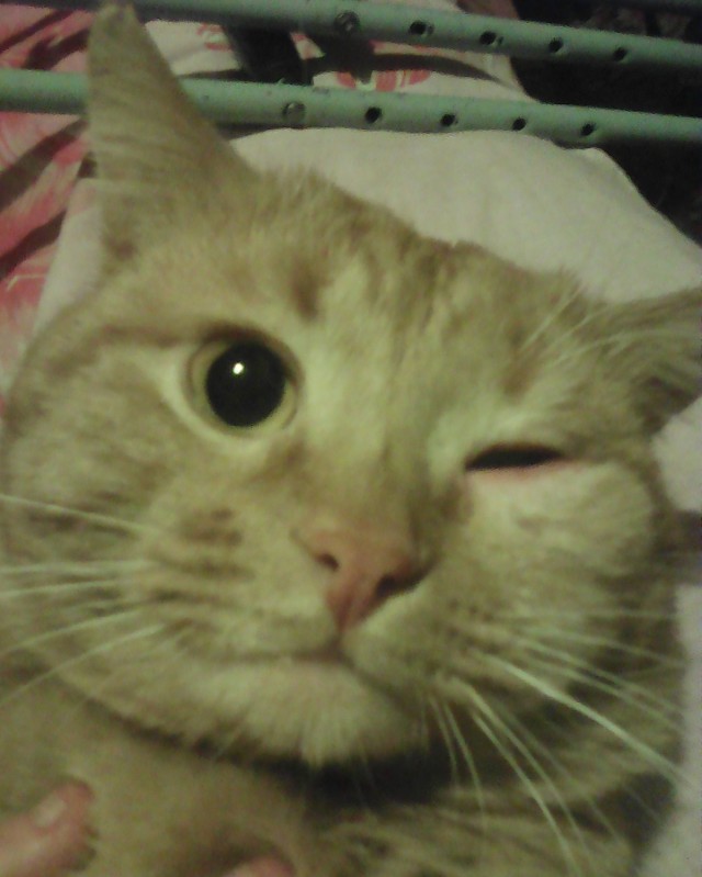 Немного милоты в котовторник
