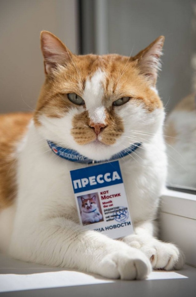 «Друзья, без паники!»