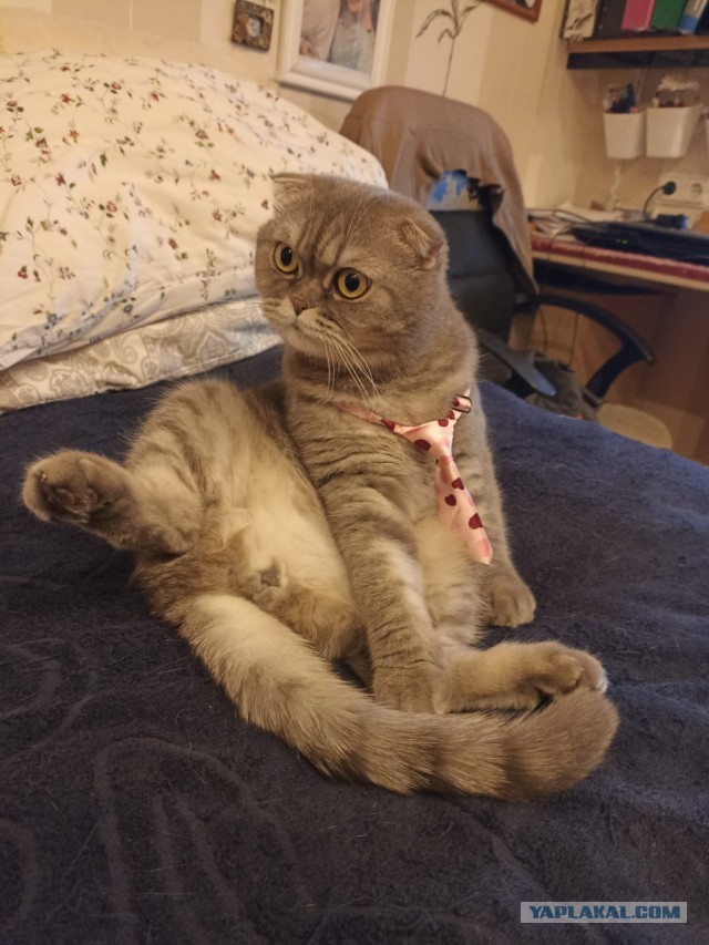Почему грустят котики?