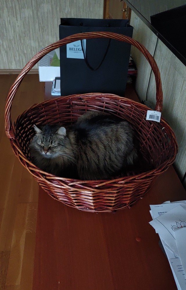 Коты белые, 12 литров