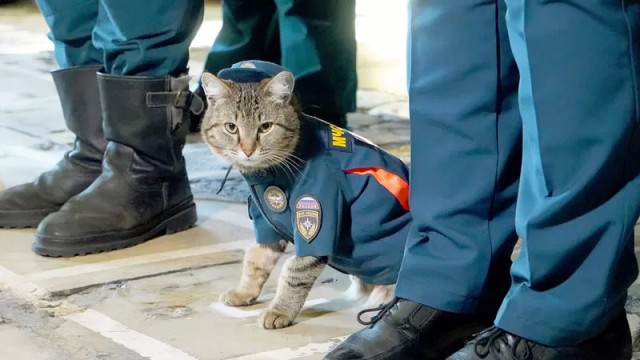 Подборка служебных собак