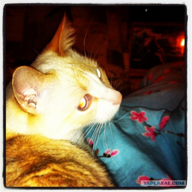Котовторник 09.04.2013