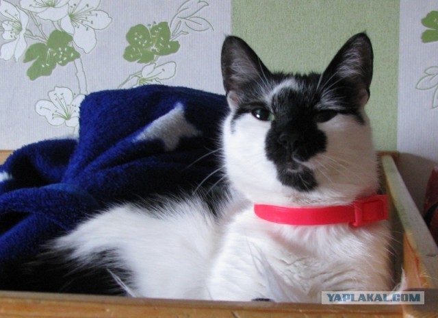 Котовторник 09.04.2013