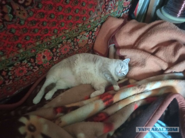 Красотка