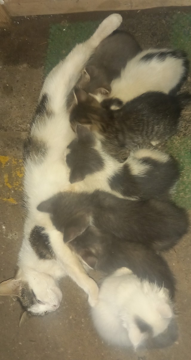Начинаем котофторник?