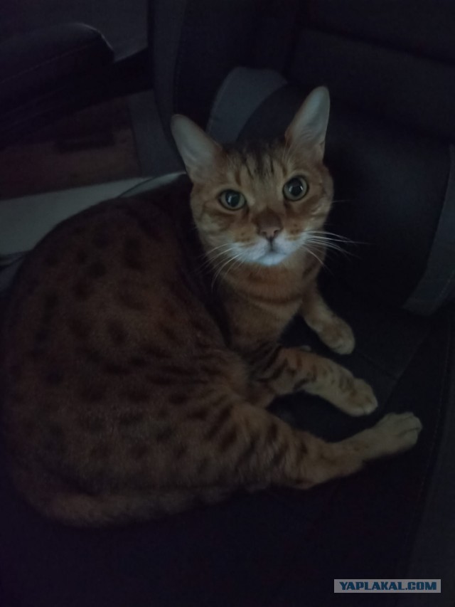 Котовторник! 16+ Коллеги-рабы, отмечаемся, у кого хозяину много лет!