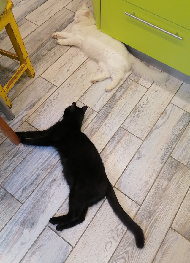 Не только котовторник, а еще и Всемирный день кошек!