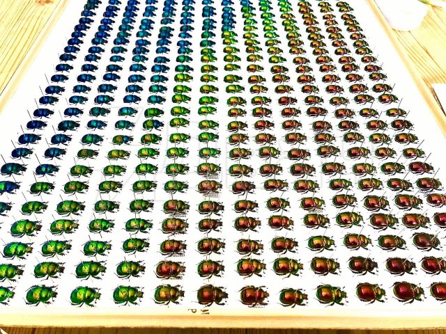 Японец собрал коллекцию навозных жуков и составил их по цветовому градиенту