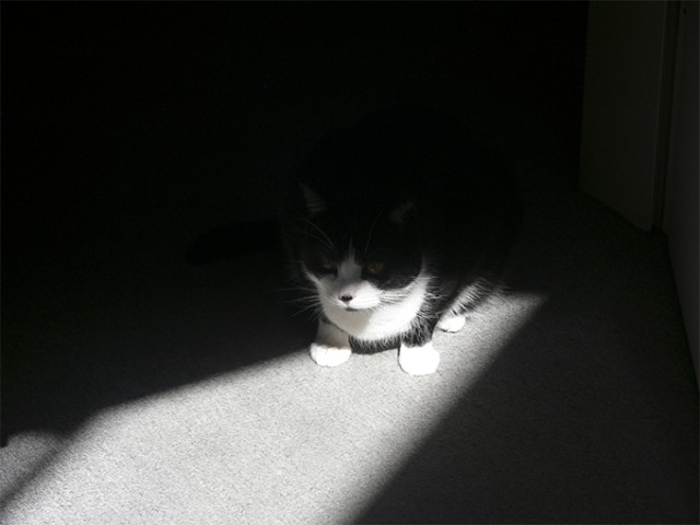 Котовторник 30.04.2013