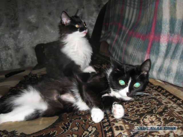Котовторник 21.05.2013
