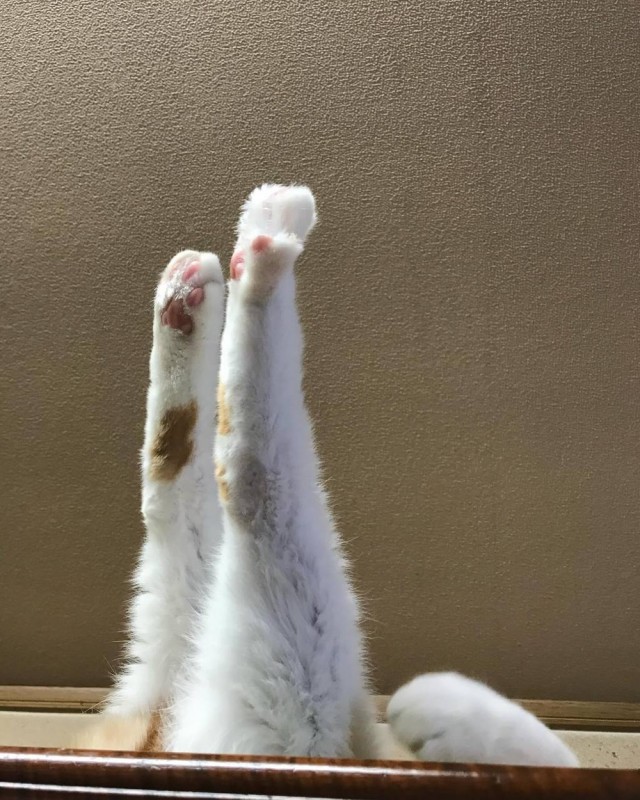 Котовторник в картинках