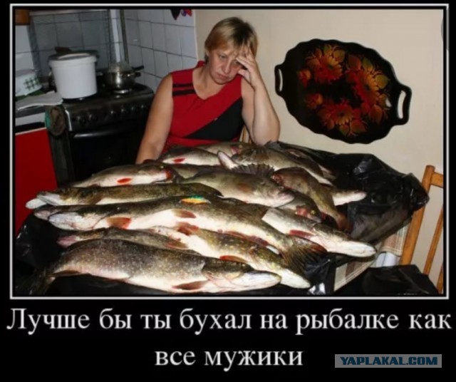 Глава района из ХМАО похвастался огромным уловом щуки, в несколько раз превышающим нормы