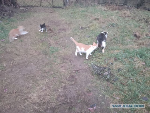 Жизнь домашнего приюта для котеек 525