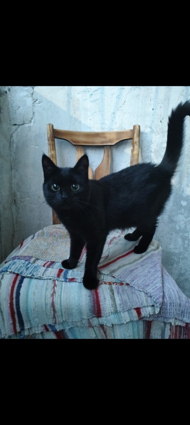 Чем отличаются люди, у которых есть кошки, от людей, у которых их нет? Тест и его результаты
