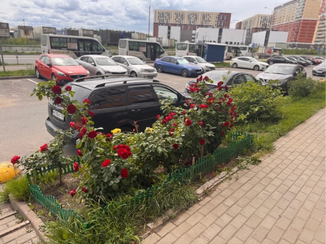 Роза