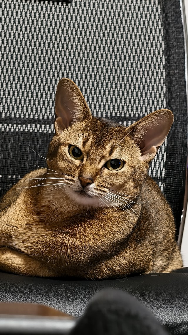 Моему коту Тому 2 года