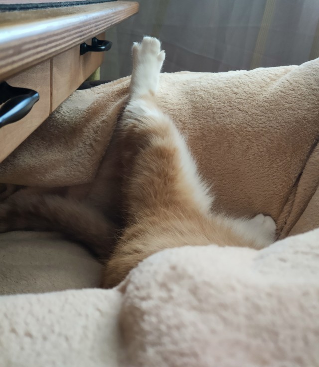 Уютное для котовторника