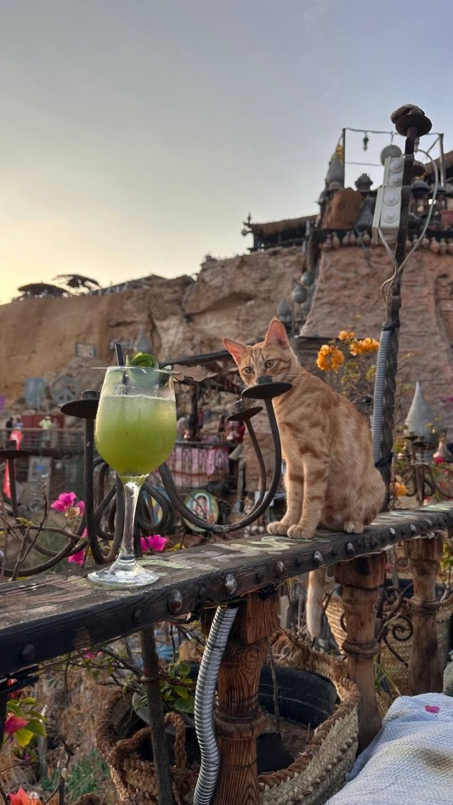 Египетский кот