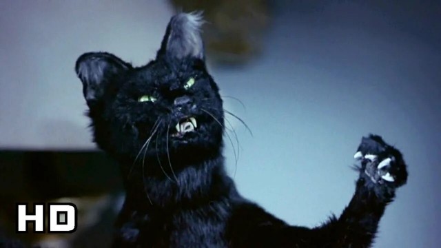 История одного черного кота