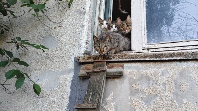 Кот ушел на радугу