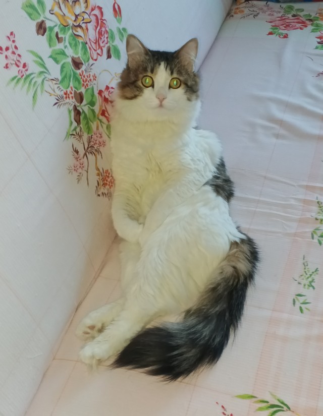 Котовторник. Начало