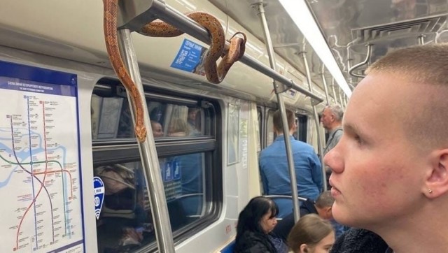 Ищу в метро енота
